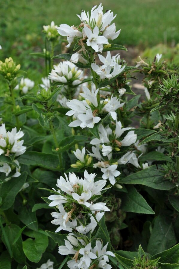 White clustered bellflower Campanula glomerata 'Alba' 5-10 pot P9 Campanula glomerata 'Alba'