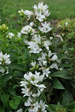 White clustered bellflower Campanula glomerata 'Alba' 5-10 pot P9 Campanula glomerata 'Alba'