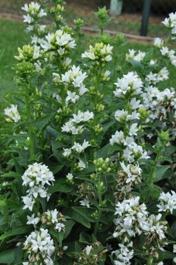 White clustered bellflower Campanula glomerata 'Alba' 5-10 pot P9