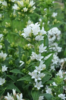 White clustered bellflower Campanula glomerata 'Alba' 5-10 pot P9