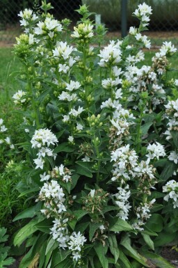 White clustered bellflower Campanula glomerata 'Alba' 5-10 pot P9 Campanula glomerata 'Alba'