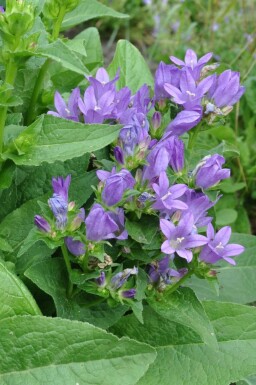 Clustered bellflower Campanula glomerata 'Superba' 5-10 pot P9 Campanula glomerata 'Superba'