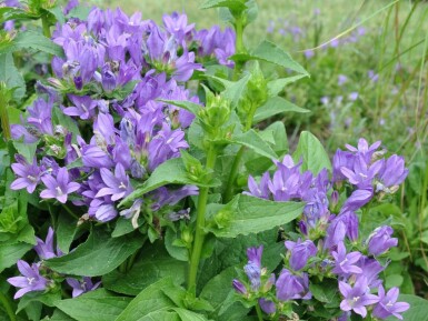 Clustered bellflower Campanula glomerata 'Superba' 5-10 pot P9 Campanula glomerata 'Superba'