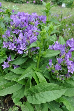 Clustered bellflower Campanula glomerata 'Superba' 5-10 pot P9 Campanula glomerata 'Superba'