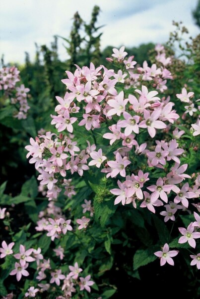 Milky bellflower Campanula lactiflora 'Loddon Anna' 5-10 pot P9 Campanula lactiflora 'Loddon Anna'