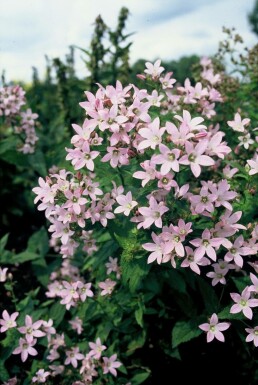 Milky bellflower Campanula lactiflora 'Loddon Anna' 5-10 pot P9 Campanula lactiflora 'Loddon Anna'