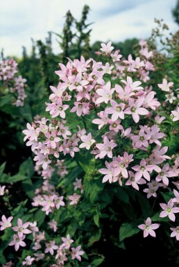 Milky bellflower Campanula lactiflora 'Loddon Anna' 5-10 pot P9