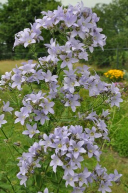 Milky bellflower Campanula lactiflora 'Prichard's Variety' 15-20 pot C2 Campanula lactiflora 'Prichard's Variety'