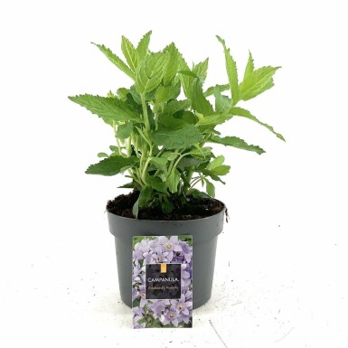 Milky bellflower Campanula lactiflora 'Prichard's Variety' 15-20 pot C2 Campanula lactiflora 'Prichard's Variety'