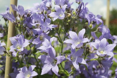 Milky bellflower Campanula lactiflora 'Prichard's Variety' 15-20 pot C2 Campanula lactiflora 'Prichard's Variety'