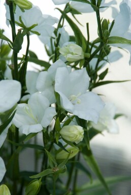Peach-leaved bellflower Campanula persicifolia 'Alba' 5-10 pot P9 Campanula persicifolia 'Alba'