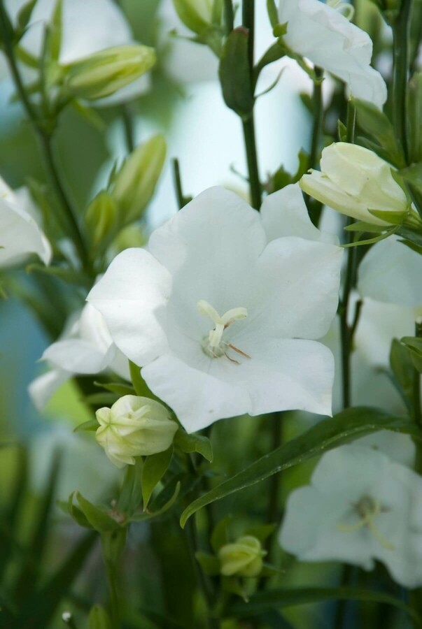 Peach-leaved bellflower Campanula persicifolia 'Alba' 5-10 pot P9 Campanula persicifolia 'Alba'