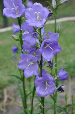 Peach-leaved bellflower Campanula persicifolia 'Coerulea' 5-10 pot P9 Campanula persicifolia 'Coerulea'