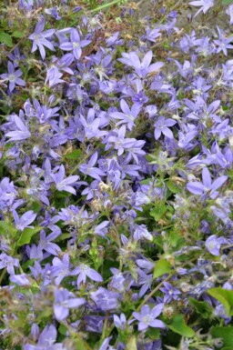 Trailing bellflower Campanula poscharskyana 5-10 pot P9 Campanula poscharskyana