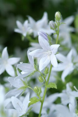 Trailing bellflower Campanula poscharskyana 'E.H. Frost' 5-10 pot P9 Campanula poscharskyana 'E.H. Frost'