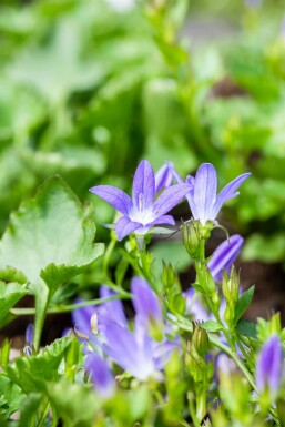 Trailing bellflower Campanula poscharskyana 'Stella' 5-10 pot P9