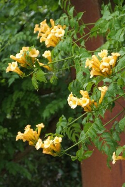 Yellow trumpet vine Campsis radicans 'Flava' shrub 60-80 pot C2