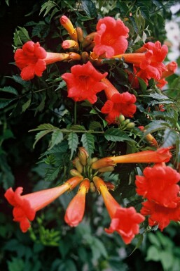 Campsis Campsis × tagliabueana 'Madame Galen' shrub 60-80 pot C2