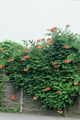 Campsis Campsis × tagliabueana 'Madame Galen' shrub 60-80 pot C2