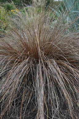 Leatherleaf sedge Carex buchananii 5-10 pot P9