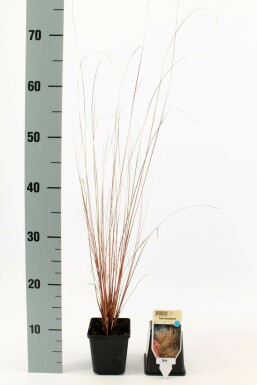 Leatherleaf sedge Carex buchananii 5-10 pot P9