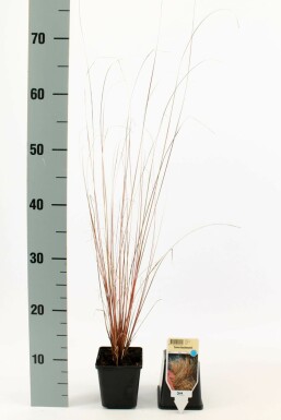 Leatherleaf sedge Carex buchananii 5-10 pot P9 Carex buchananii