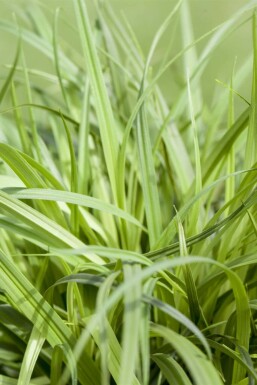 Iron grass Carex caryophyllea 'The Beatles' 5-10 pot P9