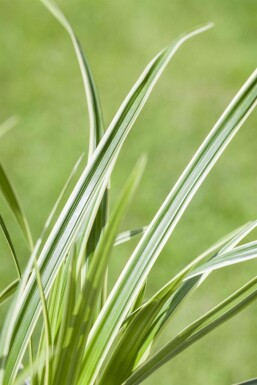 Iron grass Carex caryophyllea 'The Beatles' 5-10 pot P9