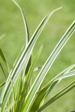 Iron grass Carex caryophyllea 'The Beatles' 5-10 pot P9 Carex caryophyllea 'The Beatles'