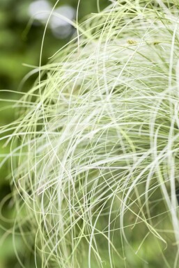 Sedge Carex comans 'Frosted Curls' 5-10 pot P9 Carex comans 'Frosted Curls'