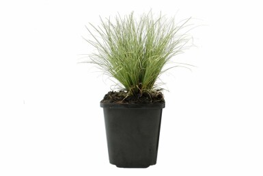 Sedge Carex comans 'Frosted Curls' 5-10 pot P9 Carex comans 'Frosted Curls'