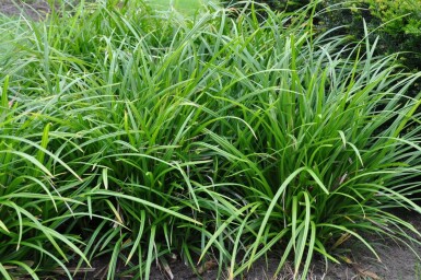 Morrow's sedge Carex foliosissima 'Irish Green' 5-10 pot P9