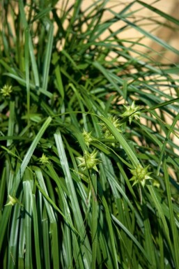 Mace sedge Carex grayi 5-10 pot P9 Carex grayi