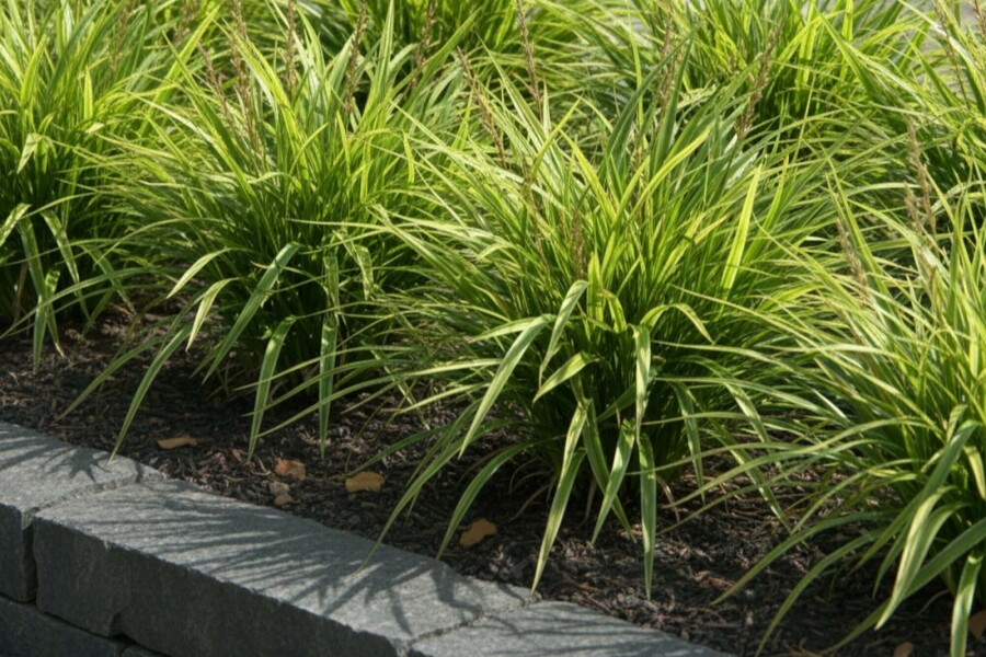 Japanese sedge Carex morrowii 10-15 pot C2 Carex morrowii
