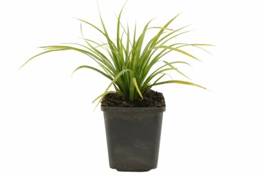 Japanese sedge Carex morrowii 5-10 pot P9