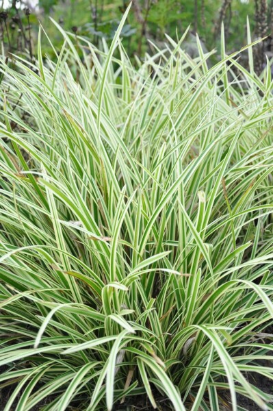 Japanese sedge Carex morrowii 'Goldband' 5-10 pot P9 Carex morrowii 'Goldband'