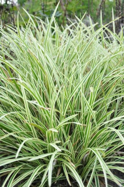 Japanese sedge Carex morrowii 'Goldband' 5-10 pot P9 Carex morrowii 'Goldband'