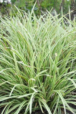 Japanese sedge Carex morrowii 'Goldband' 5-10 pot P9