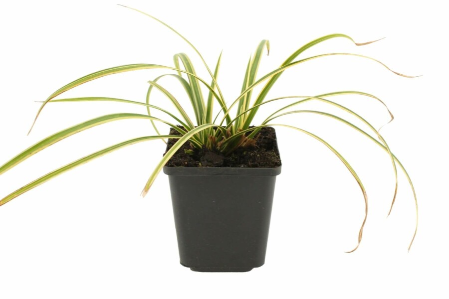 Japanese sedge Carex morrowii 'Goldband' 5-10 pot P9 Carex morrowii 'Goldband'