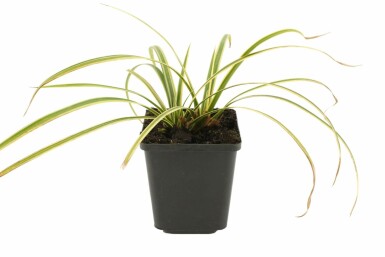 Japanese sedge Carex morrowii 'Goldband' 5-10 pot P9 Carex morrowii 'Goldband'