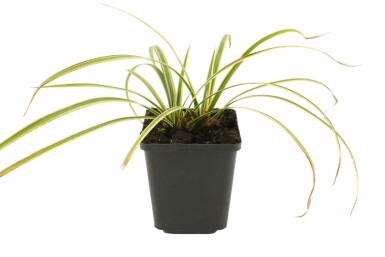 Japanese sedge Carex morrowii 'Goldband' 5-10 pot P9