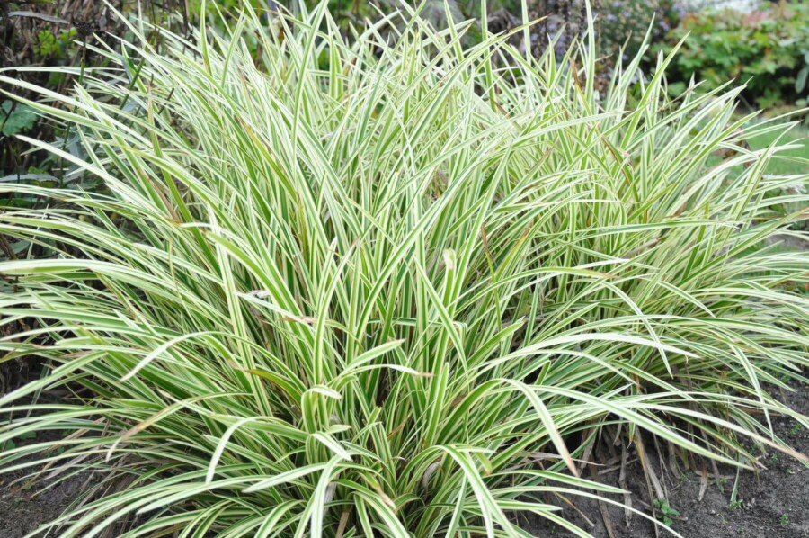 Japanese sedge Carex morrowii 'Goldband' 5-10 pot P9 Carex morrowii 'Goldband'