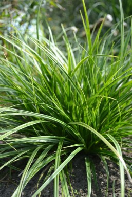 Morrow's sedge Carex morrowii 'Variegata' 5-10 pot P9 Carex morrowii 'Variegata'