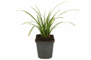 Morrow's sedge Carex morrowii 'Variegata' 5-10 pot P9