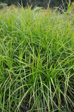 Muskingum sedge Carex muskingumensis 5-10 pot P9