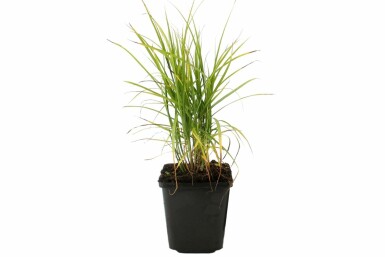 Muskingum sedge Carex muskingumensis 5-10 pot P9 Carex muskingumensis