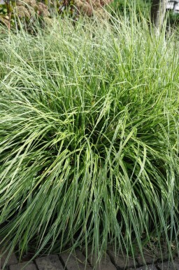 Bird's foot sedge Carex ornithopoda 'Silver Sceptre' 5-10 pot P9 Carex ornithopoda 'Silver Sceptre'