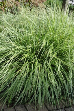 Bird's foot sedge Carex ornithopoda 'Silver Sceptre' 5-10 pot P9