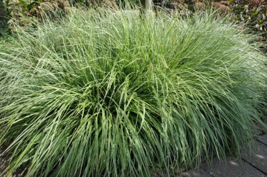 Bird's foot sedge Carex ornithopoda 'Silver Sceptre' 5-10 pot P9 Carex ornithopoda 'Silver Sceptre'