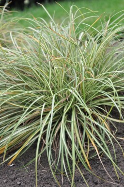 Bird's foot sedge Carex ornithopoda 'Variegata' 5-10 pot P9